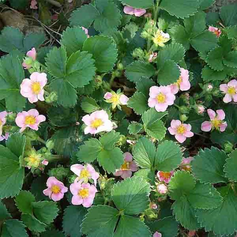 Fragaria Pink Panda (Kukinta)
