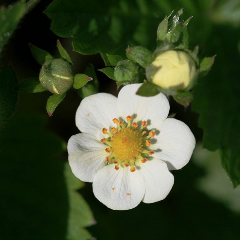 Fragaria nubicola Mont Omei (Kukinta)
