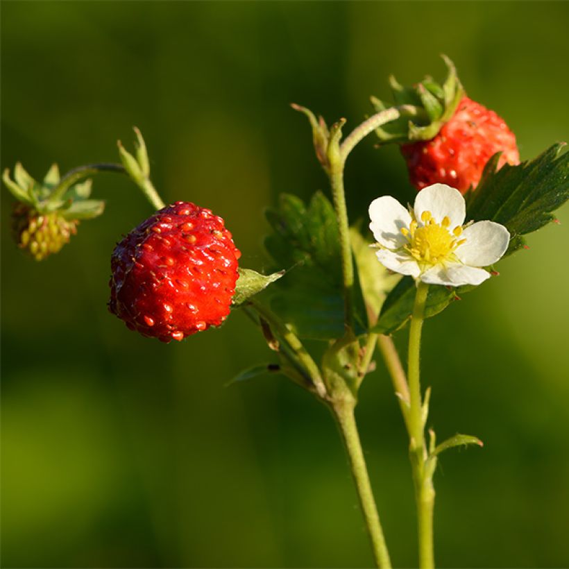 Fragaria nubicola Mont Omei (Sadonkorjuu)
