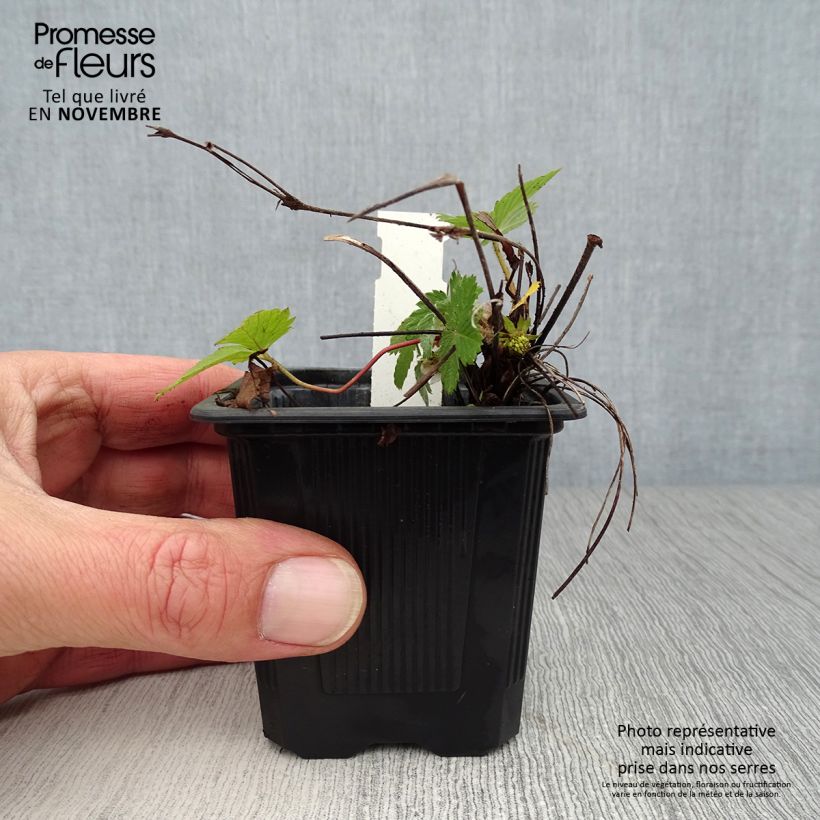 Esimerkki syksyllä toimitetusta Ahomansikka - Fragaria vesca 8/9 cm taimiruukku-taimesta