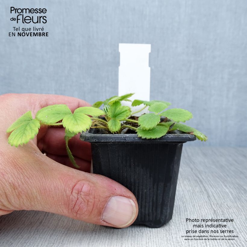 Esimerkki syksyllä toimitetusta Puutarhamansikka Anaïs 7/8 cm taimiruukku-taimesta