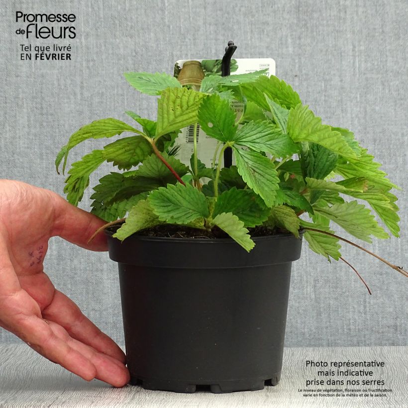 Esimerkki syksyllä toimitetusta Ukkomansikka - Fragaria moschata 1,5 litran / 2 litran kannu-taimesta