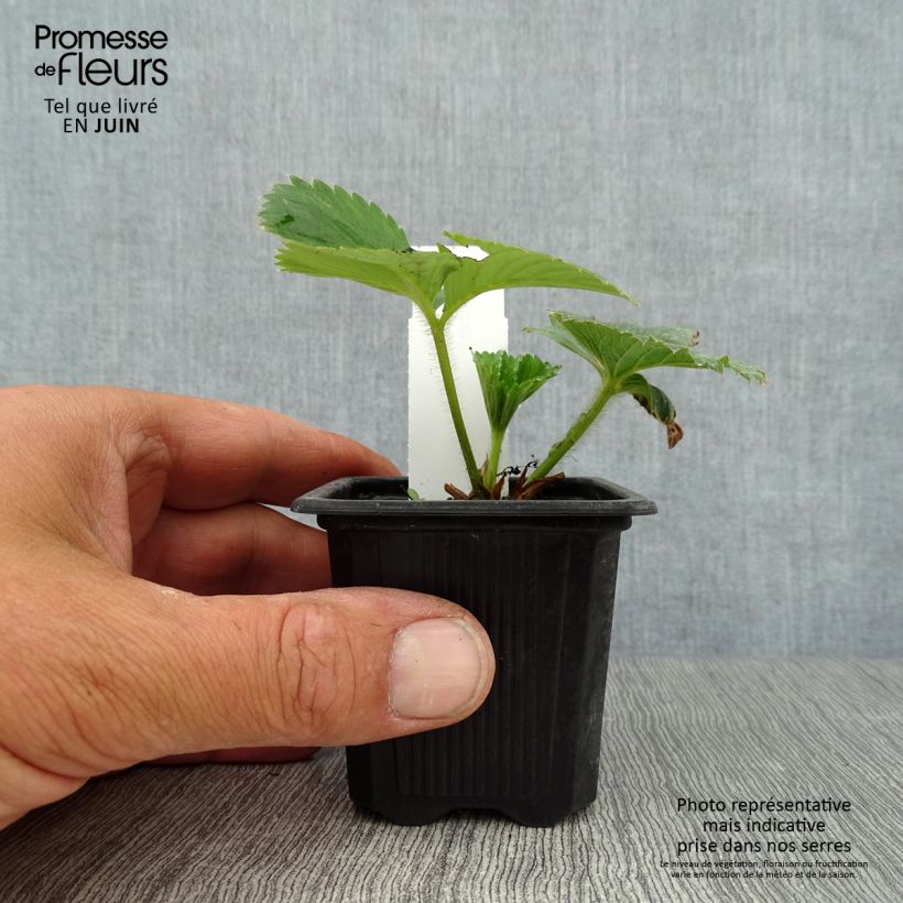 Esimerkki kesällä toimitetusta Puutarhamansikka Charlotte 7/8 cm taimiruukku-taimesta