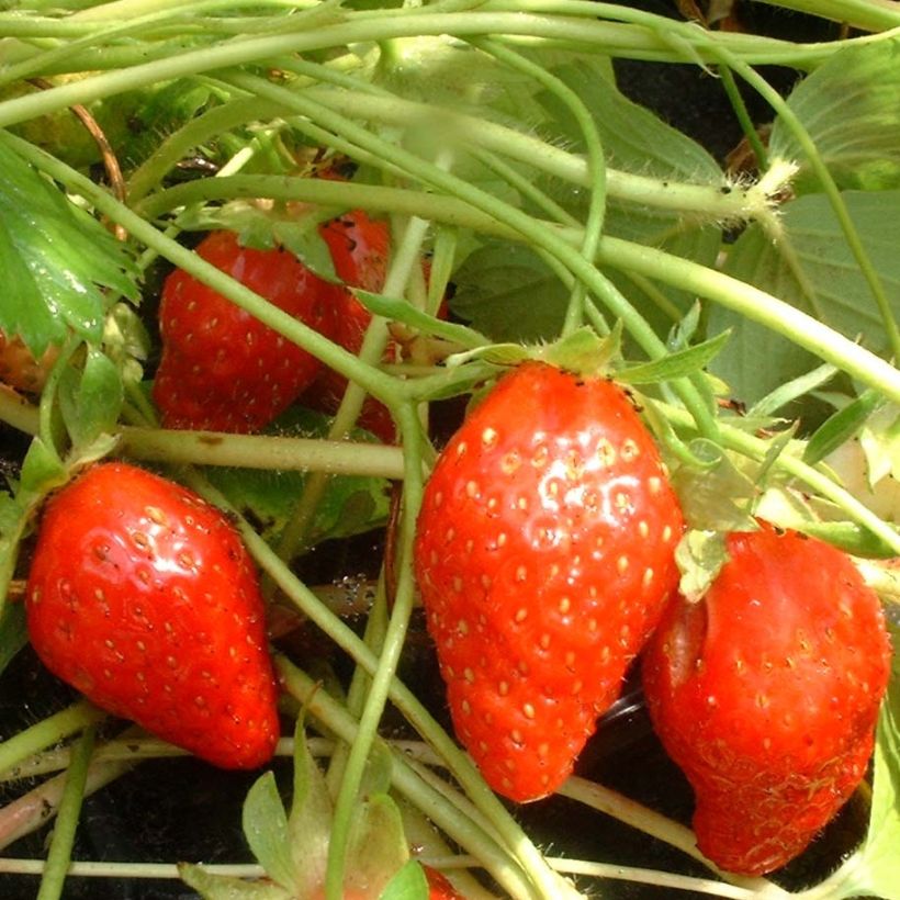 Puutarhamansikka Ciflorette luomu (Sadonkorjuu)