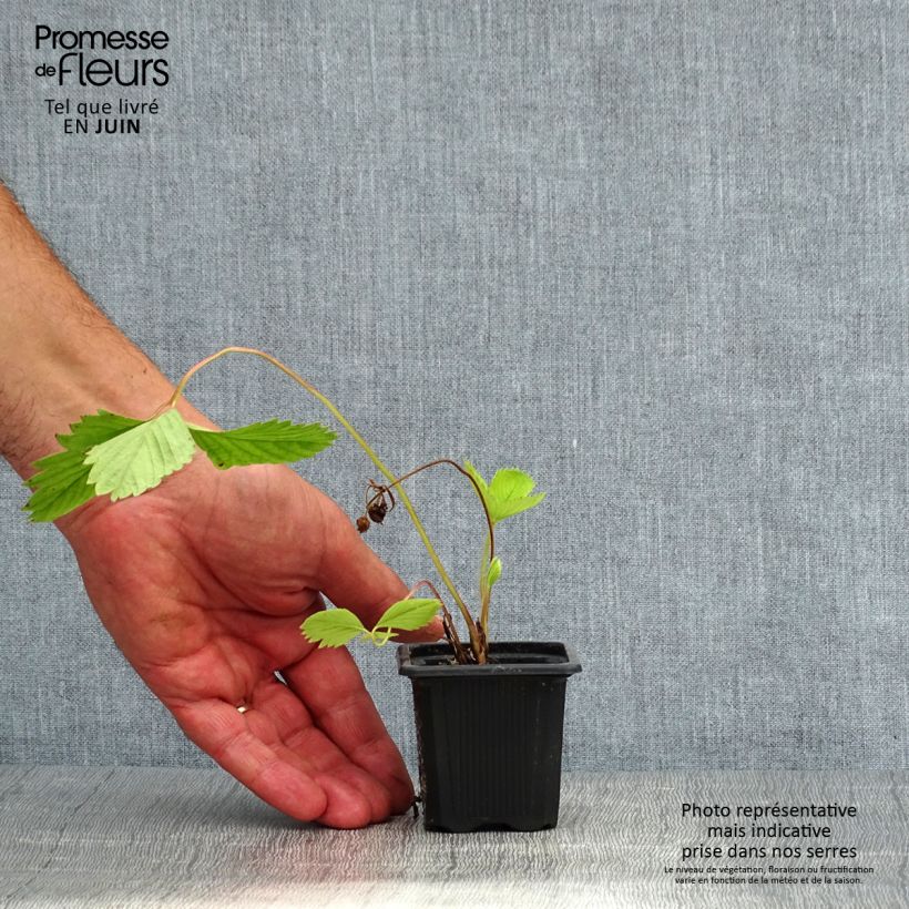 Esimerkki kesällä toimitetusta Puutarhamansikka Ciflorette 7/8 cm taimiruukku-taimesta