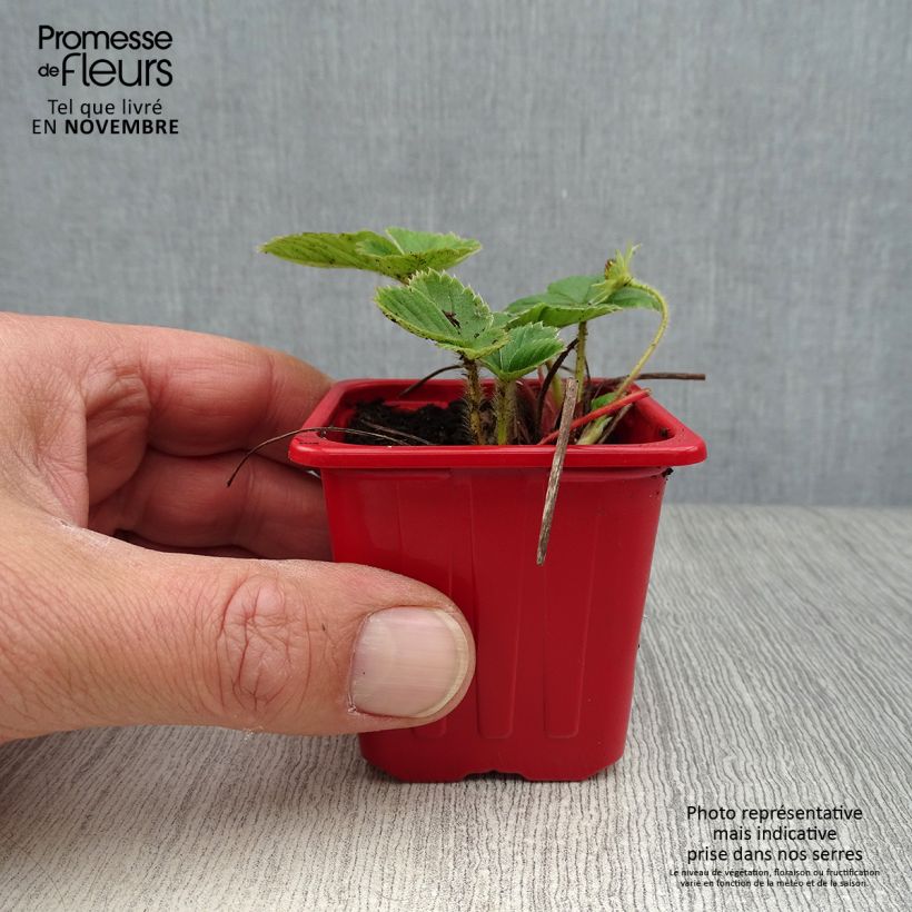 Esimerkki syksyllä toimitetusta Puutarhamansikka Cijosée 7/8 cm taimiruukku-taimesta