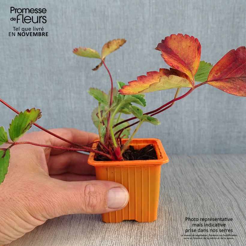 Esimerkki syksyllä toimitetusta Puutarhamansikka Cirafine 7/8 cm taimiruukku-taimesta