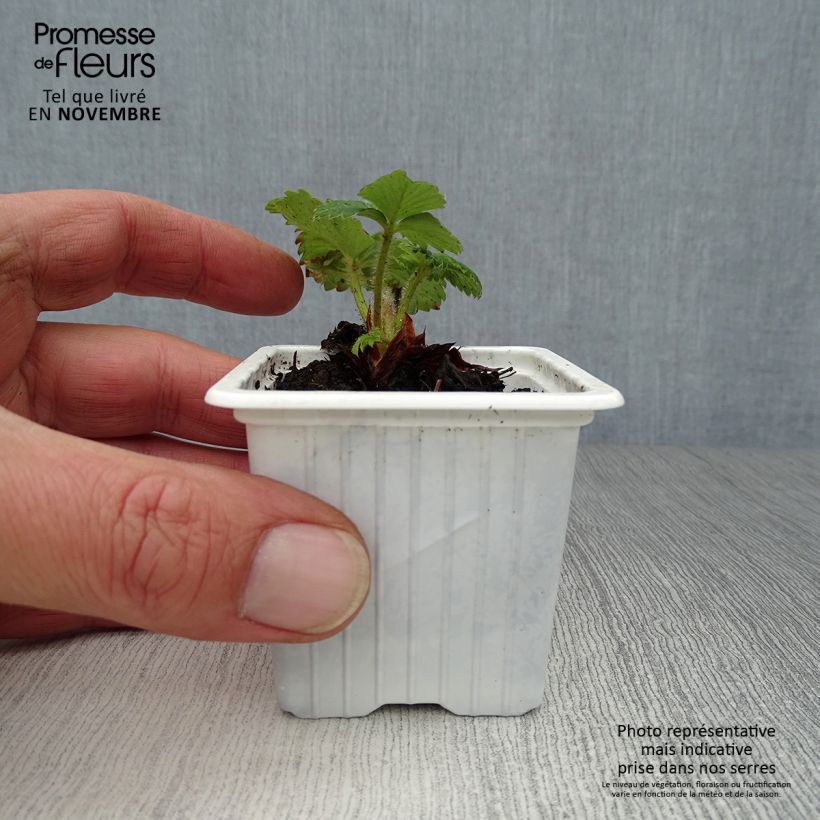 Esimerkki syksyllä toimitetusta Puutarhamansikka Cirano 7/8 cm taimiruukku-taimesta