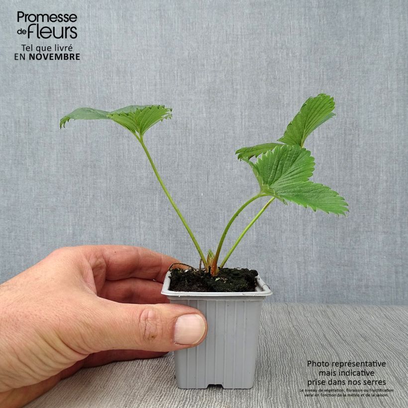 Esimerkki syksyllä toimitetusta Puutarhamansikka Gariguette 7/8 cm taimiruukku-taimesta