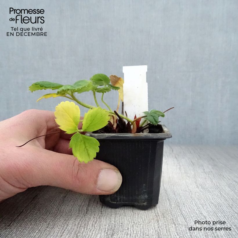 Esimerkki talvella toimitetusta Puutarhamansikka Gento 7/8 cm taimiruukku-taimesta