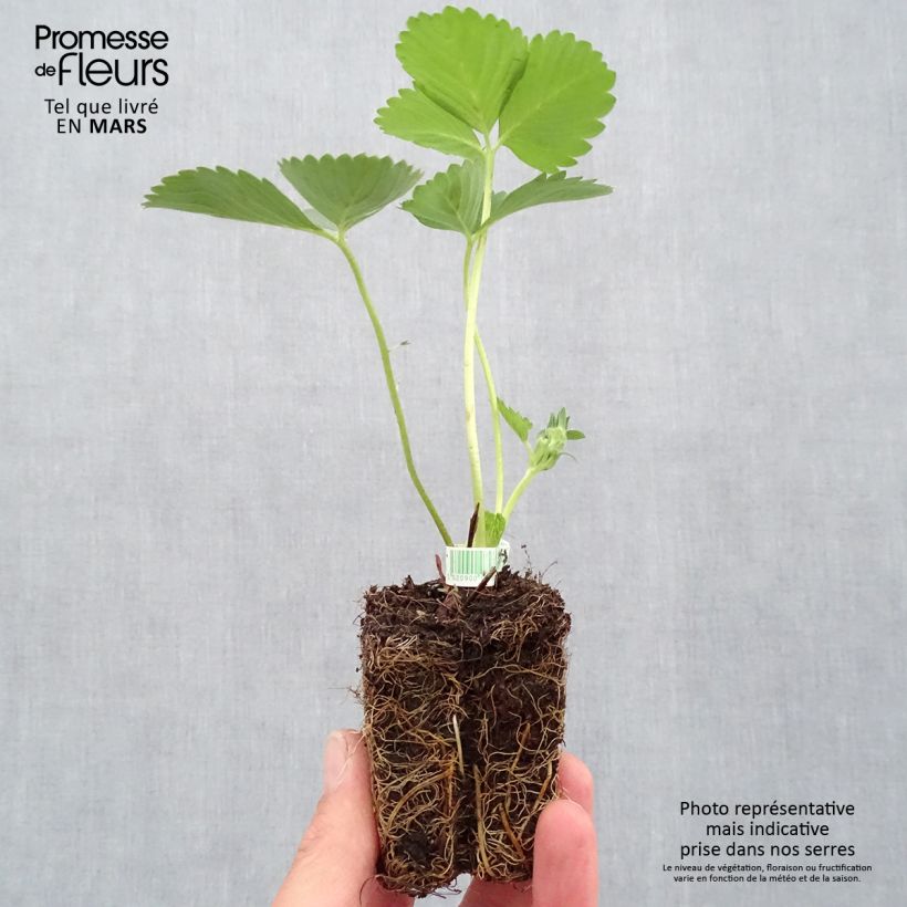 Esimerkki keväällä toimitetusta Puutarhamansikka Mariguette luomu Paakku 5 cm x 7 cm-taimesta