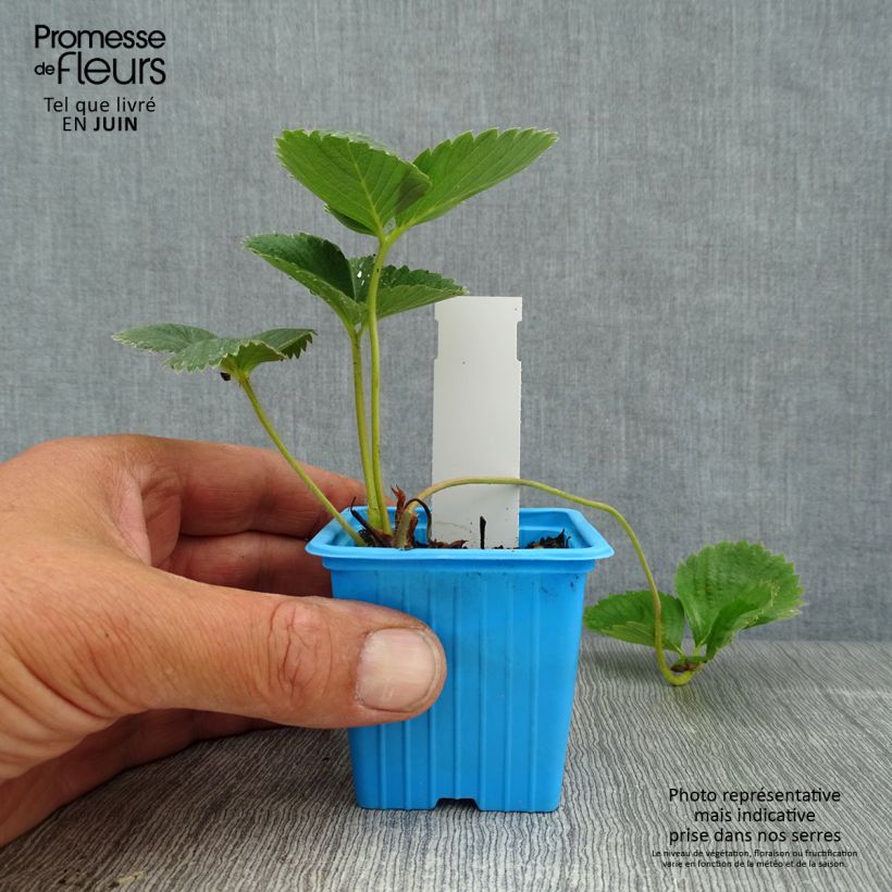 Esimerkki kesällä toimitetusta Puutarhamansikka Mariguette taimena 7/8 cm taimiruukku-taimesta
