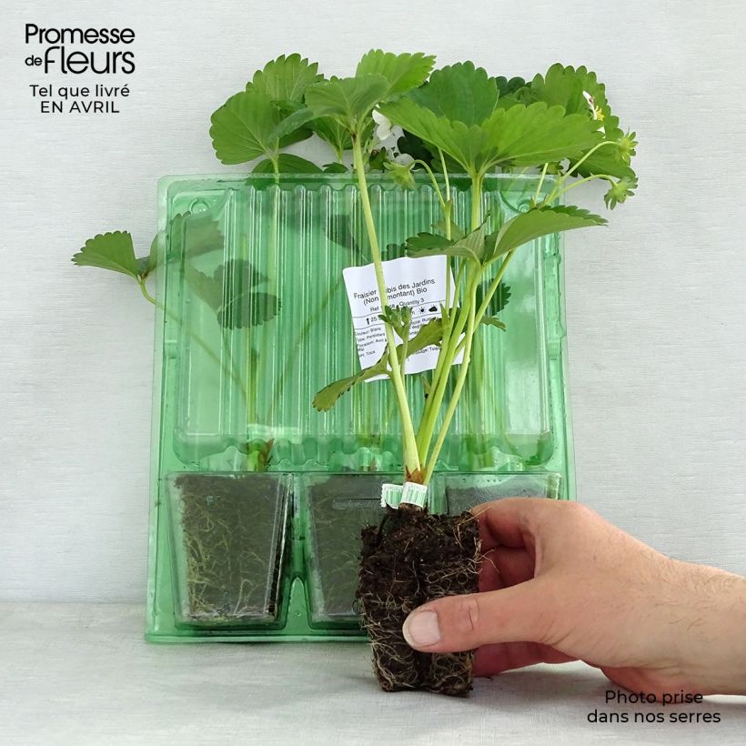 Esimerkki keväällä toimitetusta Puutarhamansikka Rubis des Jardins Paakku 4 cm x 4,5 cm-taimesta