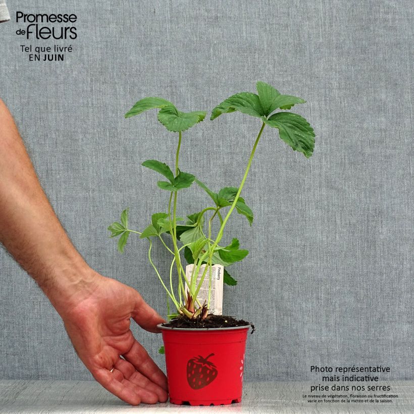 Esimerkki kesällä toimitetusta Puutarhamansikka White Pineberry 8/9 cm taimiruukku-taimesta