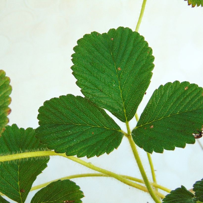 Fragaria nubicola Mont Omei (Lehvistö)