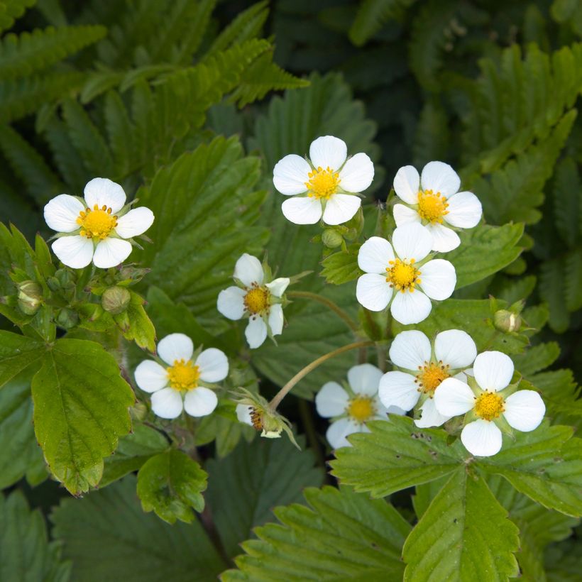 Kuukausimansikka - Fragaria vesca (Kukinta)