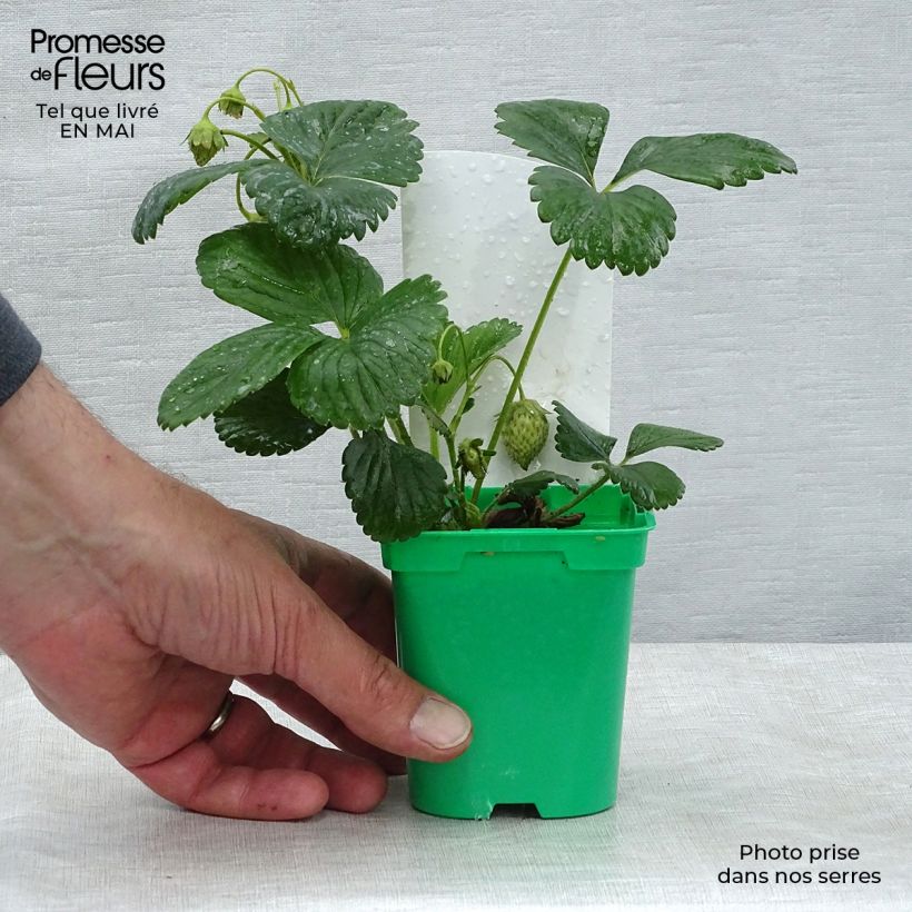 Esimerkki keväällä toimitetusta Puutarhamansikka Mount Everest taimena 10 cm/11 cm ruukku-taimesta