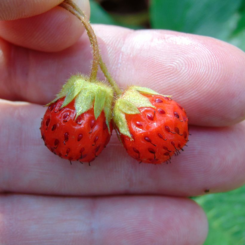 Fragaria Pink Panda (Sadonkorjuu)