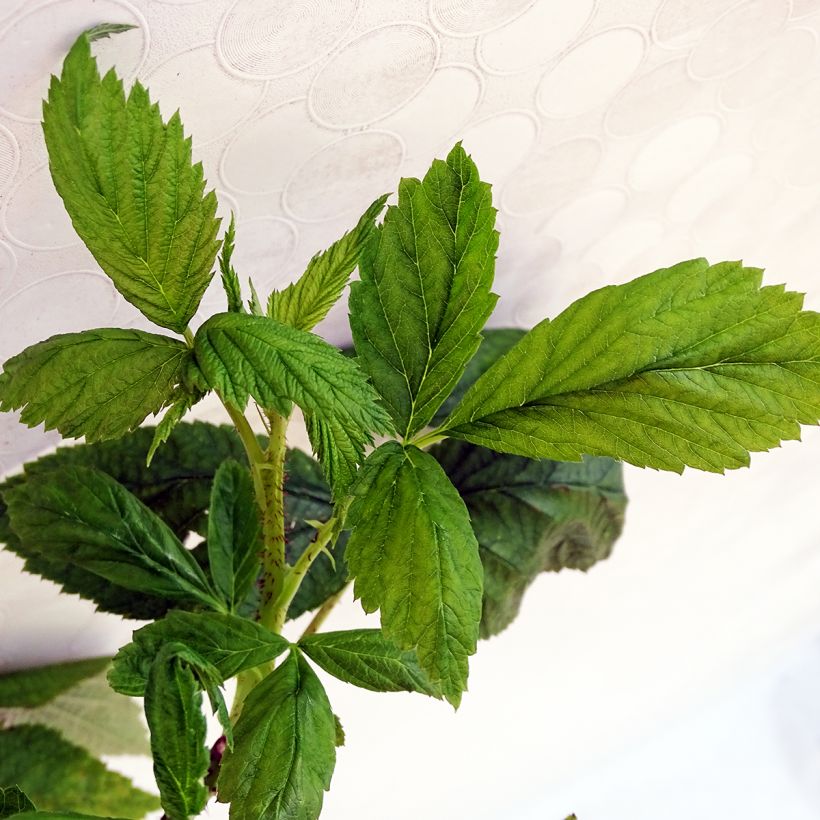 Vadelma Aroma Queen (Lehvistö)