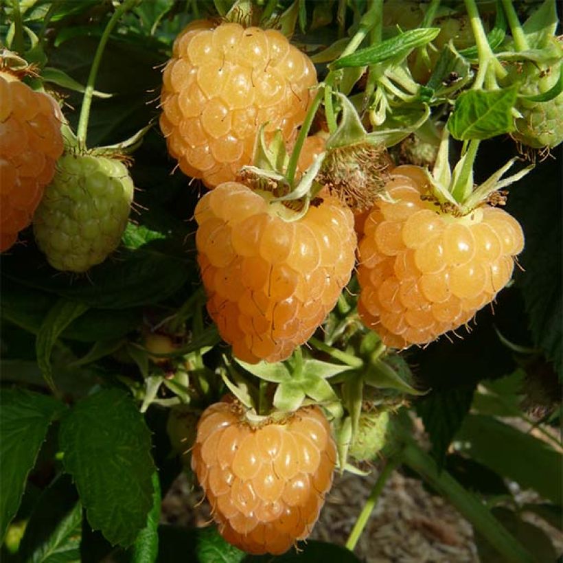 Vadelma Autumn Amber (Sadonkorjuu)