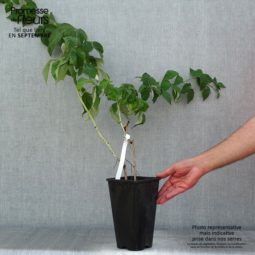 Esimerkki kesällä toimitetusta Framboisier Autumn Passion ® (remontant) - Rubus idaeus Pot de 2L/3L, Touffe-taimesta