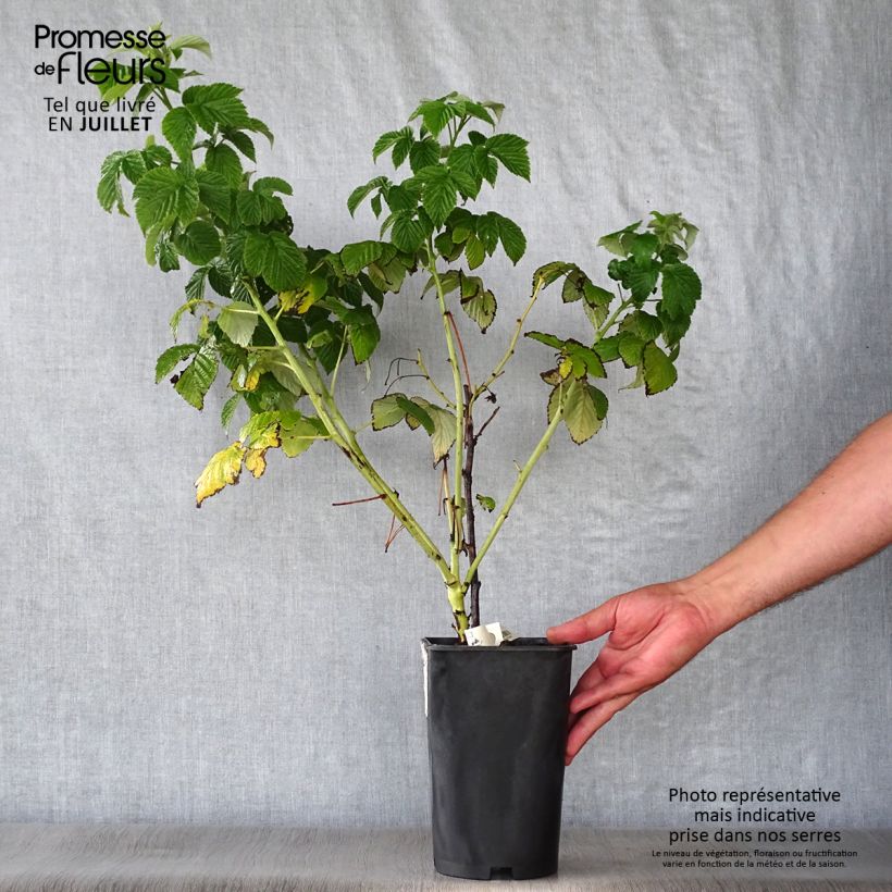 Esimerkki kesällä toimitetusta Framboisier Fall Gold (remontant) Pot de 1,5L/2L-taimesta