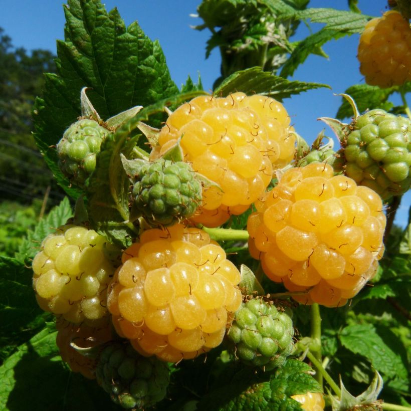 Vadelma Golden Everest luomu (Sadonkorjuu)