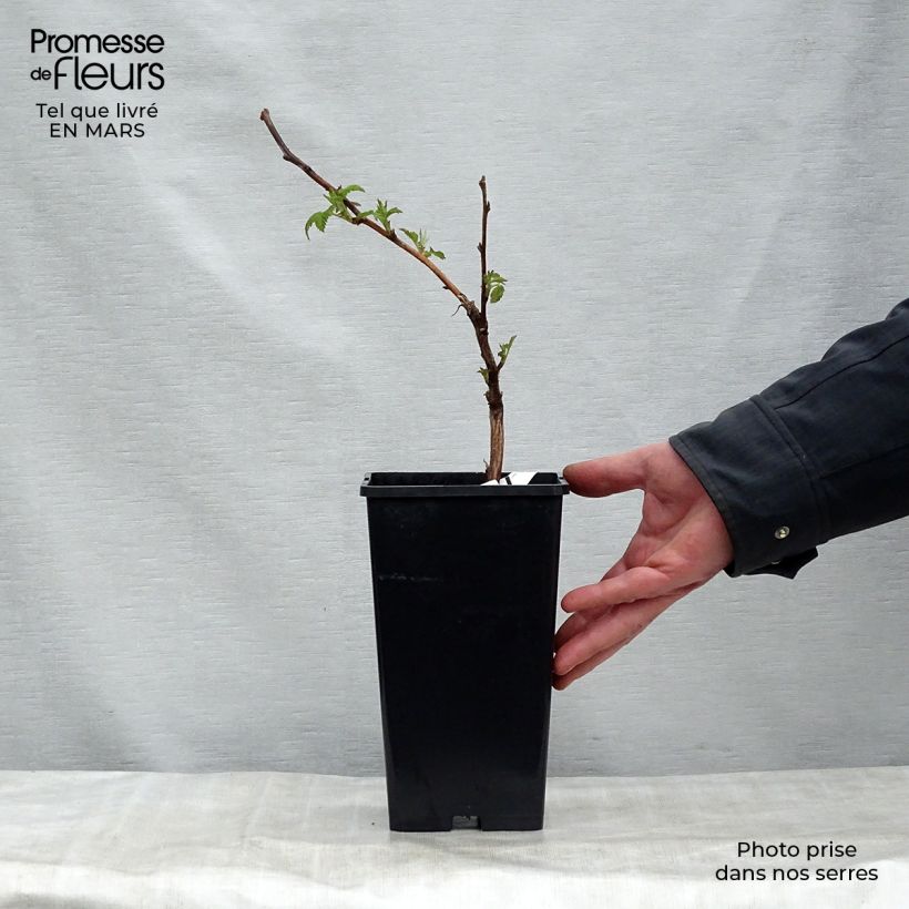 Example of Framboisier Malling Promise (non remontant) Pot de 1,5L/2L as you get in printemps