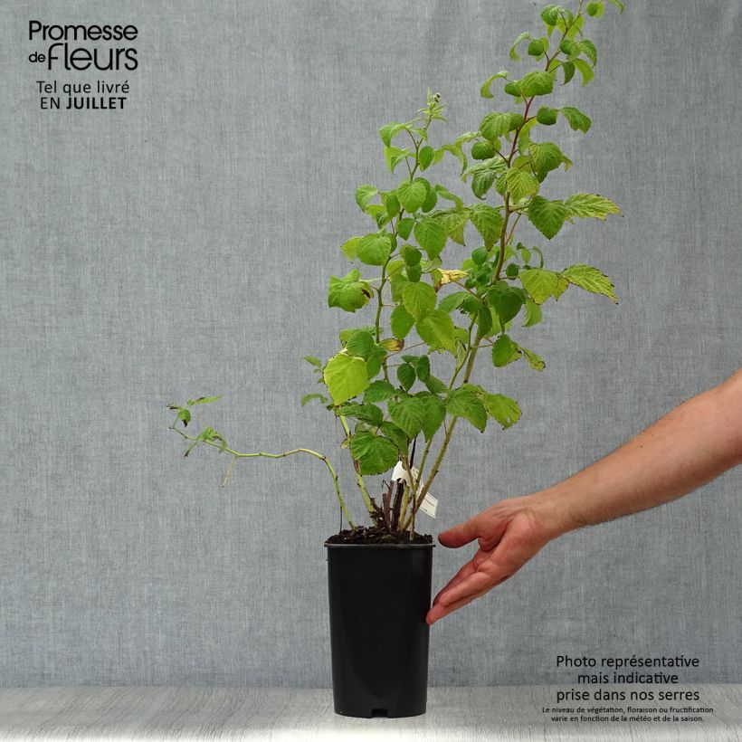 Esimerkki kesällä toimitetusta Framboisier Malling Promise (non remontant) Pot de 1,5L/2L-taimesta