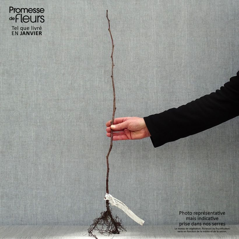 Example of Framboisier Malling Promise (non remontant) Petites Racines nues, Buisson as you get in hiver