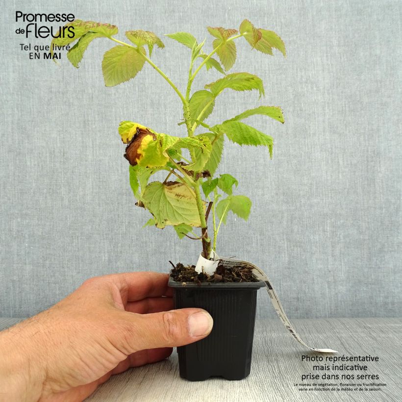 Example of Framboisier Malling Promise (non remontant) Godet de 8/9 cm as you get in printemps