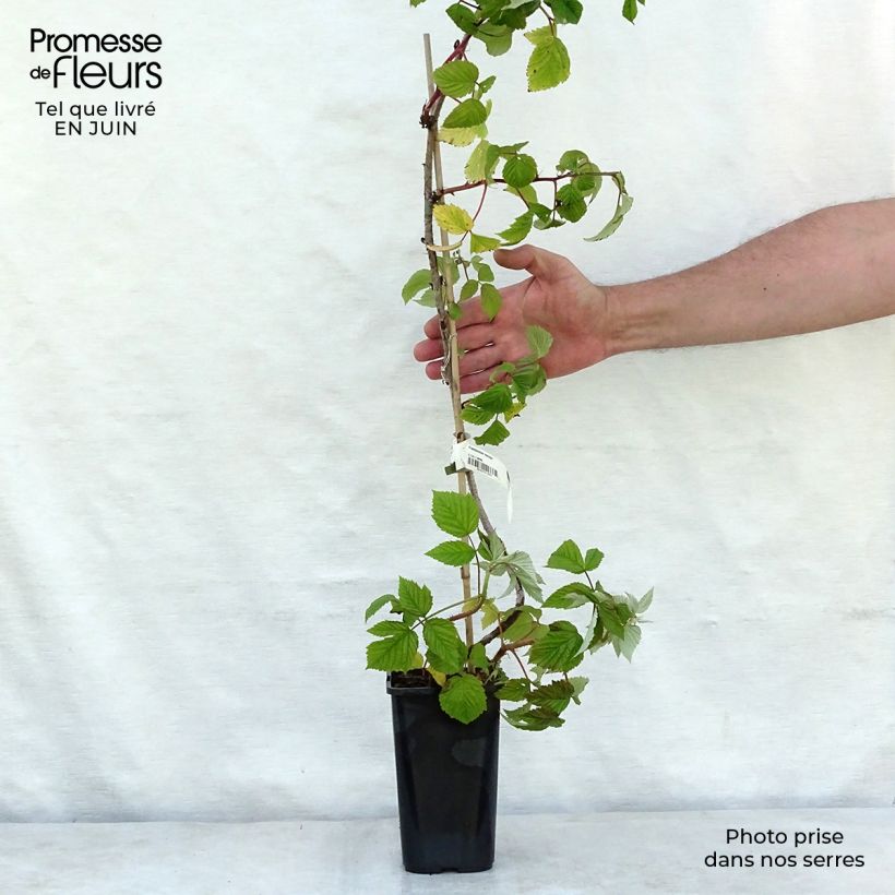 Esimerkki kesällä toimitetusta Framboisier Meeker Pot de 1,5L/2L-taimesta