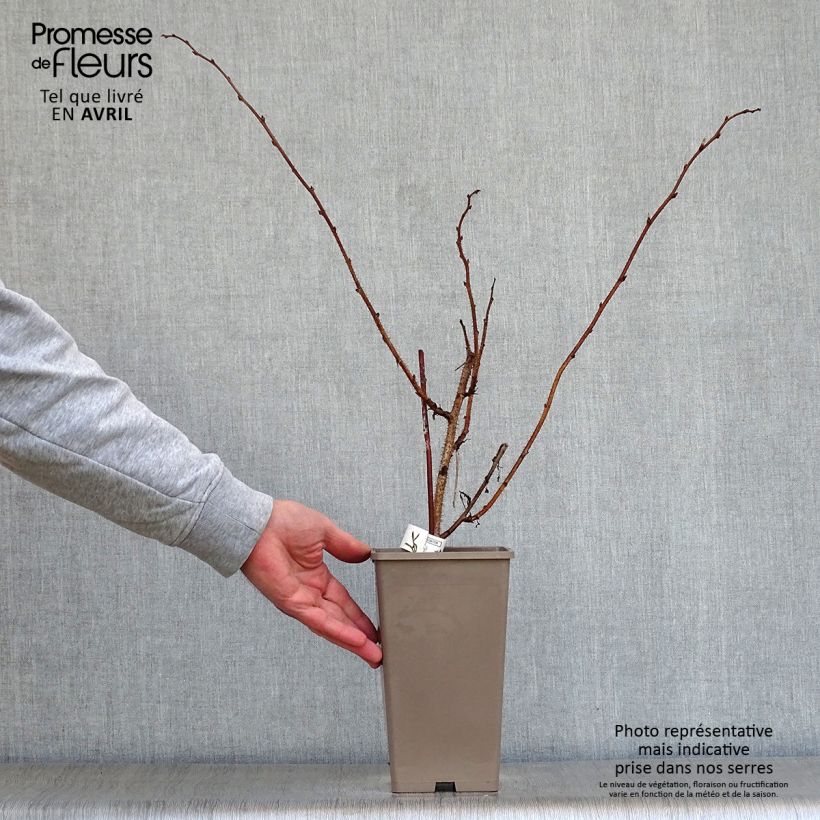 Example of Framboisier Meeker Pot de 1,5L/2L as you get in printemps