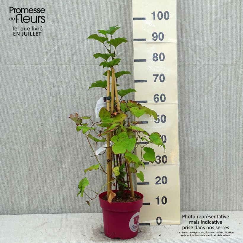 Esimerkki kesällä toimitetusta Framboisier Raspbeary (remontant) - Rubus idaeus Pot de 4L/5L, Touffe-taimesta