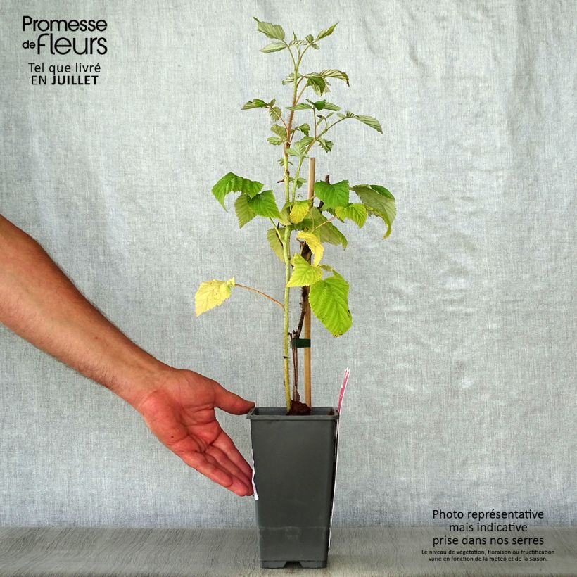 Esimerkki kesällä toimitetusta Framboisier Schönemann - Rubus idaeus Pot de 1,5L/2L, Buisson-taimesta