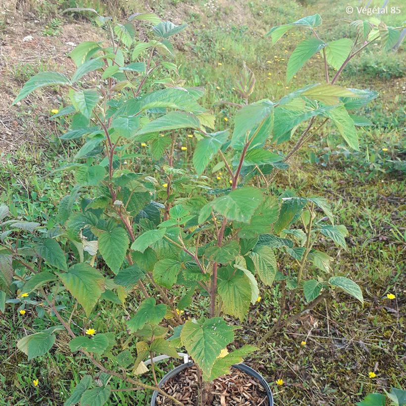 Vadelma Violet (Kasvutapa)