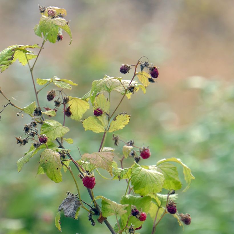Vadelma Autumn Belle (Kasvutapa)