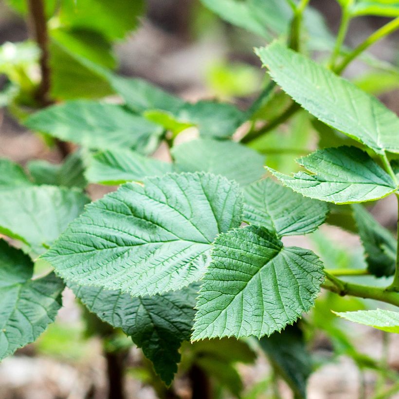 Vadelma Bella Aromatica (Lehvistö)