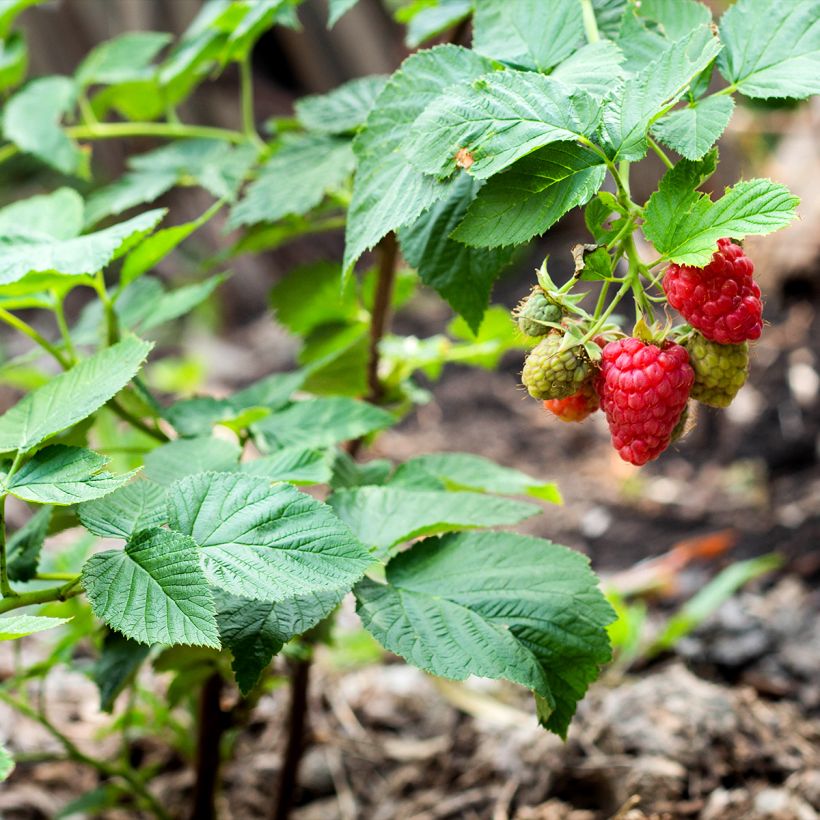 Vadelma Bella Aromatica (Kasvutapa)