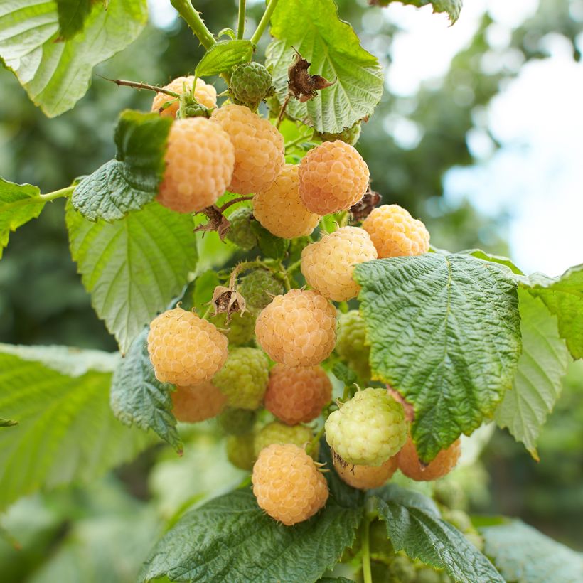 Vadelma Lowberry Goodasgold (Sadonkorjuu)