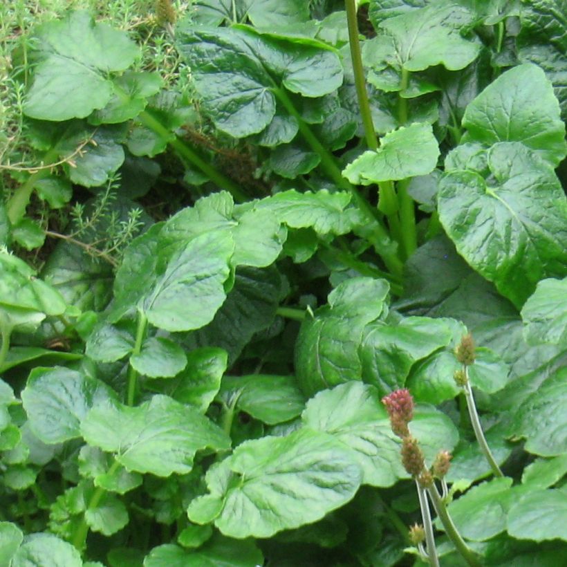 Francoa appendiculata (Lehvistö)