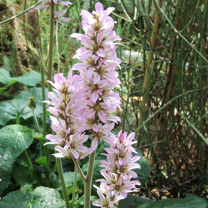 Francoa appendiculata (Kukinta)