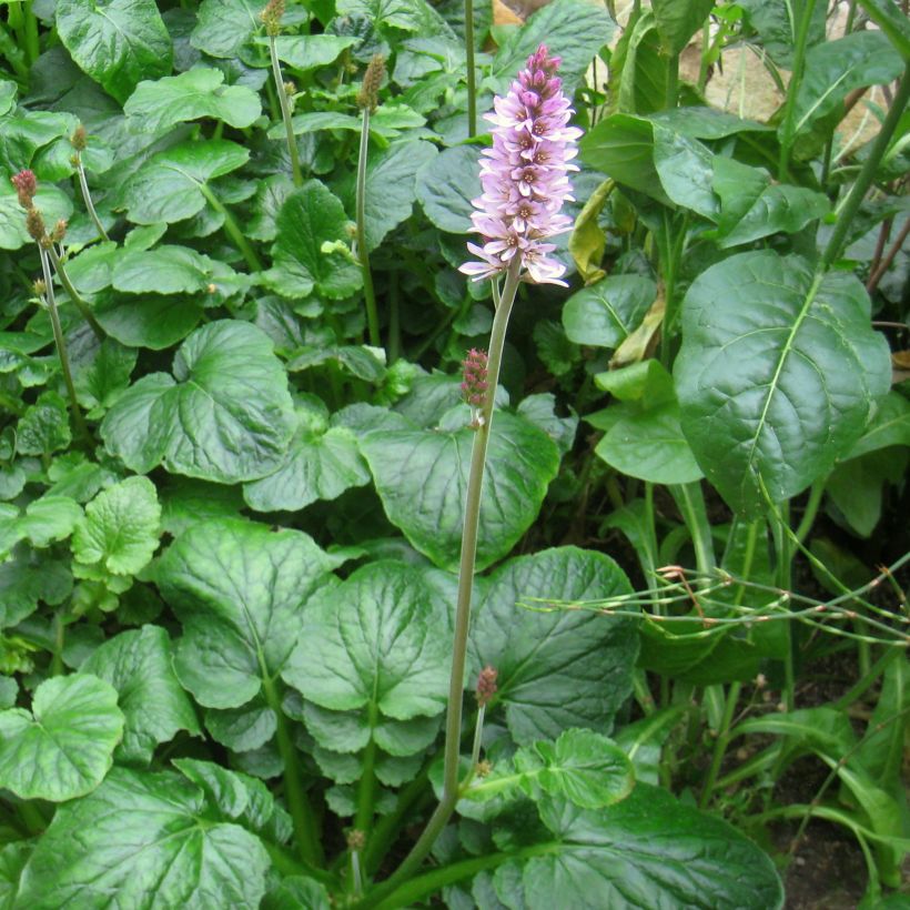 Francoa appendiculata (Kasvutapa)