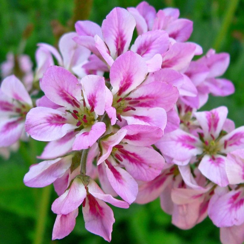 Francoa ramosa (Kukinta)