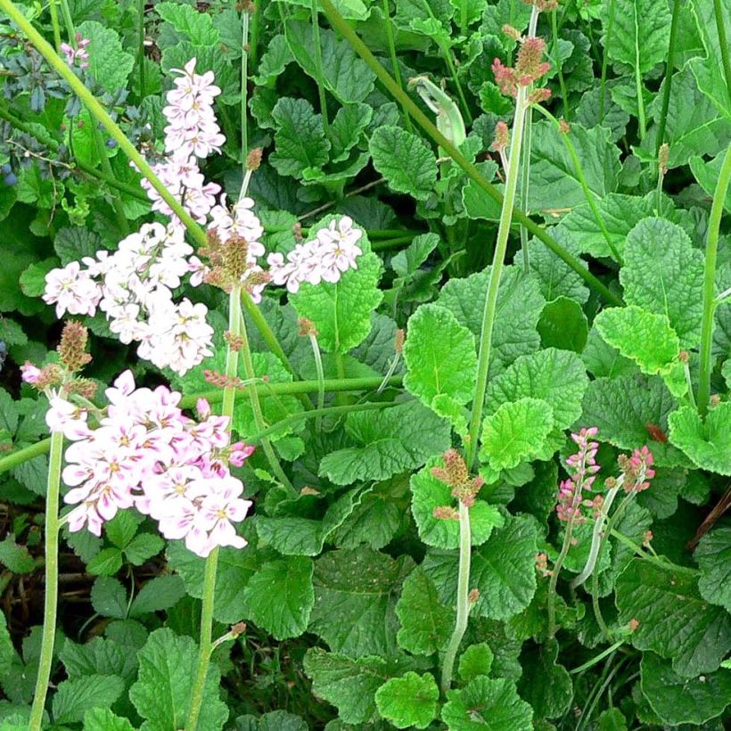 Francoa ramosa (Kasvutapa)