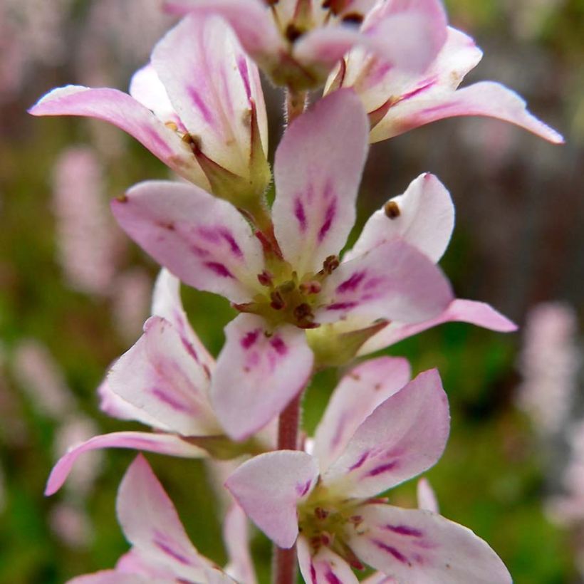 Francoa sonchifolia (Kukinta)