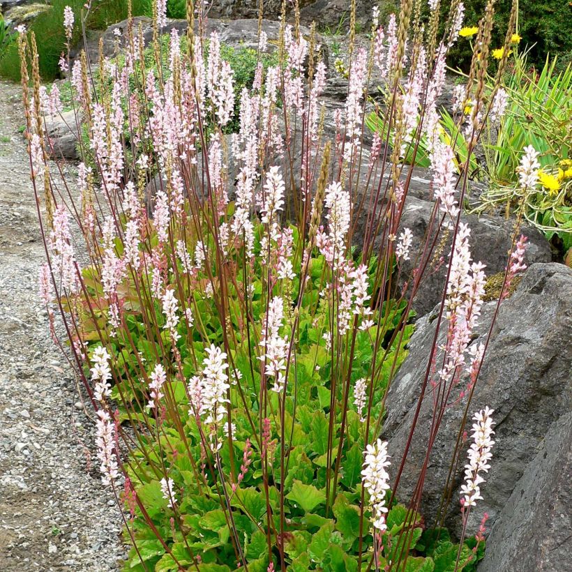Francoa sonchifolia (Kasvutapa)