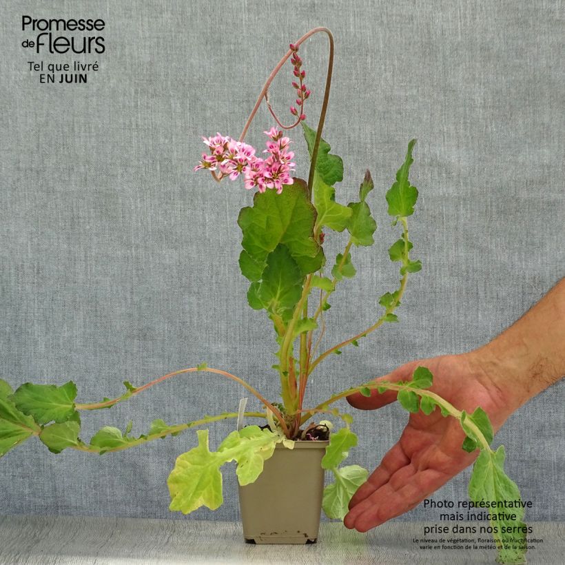 Esimerkki kesällä toimitetusta Francoa sonchifolia Taimiruukku 8/9 cm-taimesta