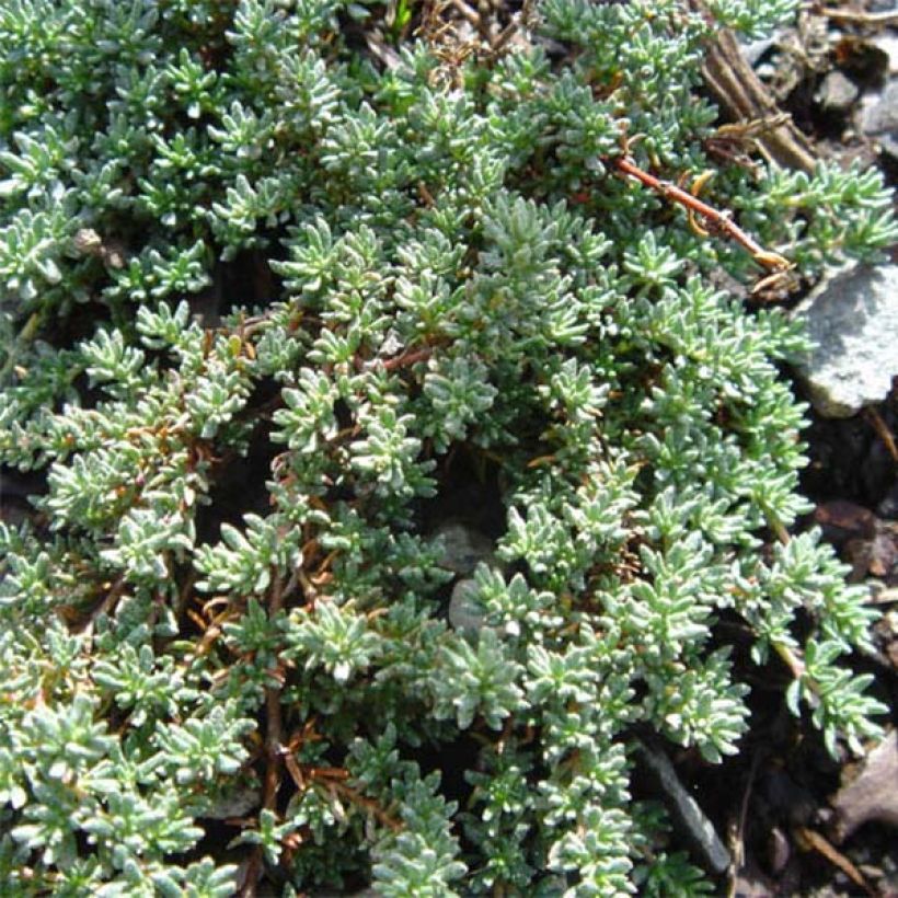 Silosuolakukka - Frankenia laevis (Kasvutapa)