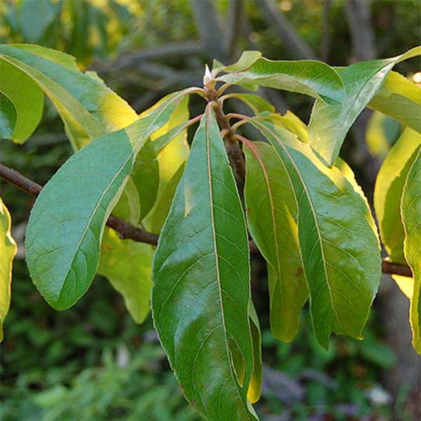 Franklinia alatamaha (Lehvistö)